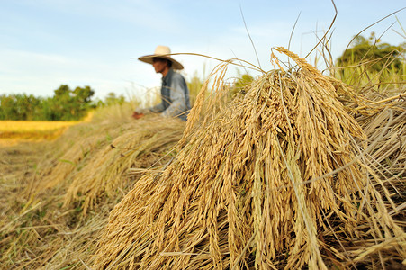 泰国在稻田收获大米的农户天空绿色农民帽子旅行生长场地国家热带农村背景图片