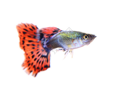 鱼尾巴在白色背景上孤立的鱼动物宠物水族馆宏观蓝色橙子游泳黄色红色金子背景