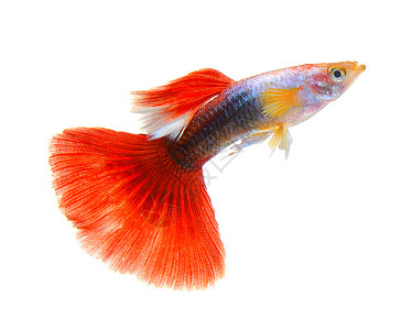 鱼尾巴在白色背景上孤立的鱼宏观红色宠物蓝色动物尾巴绿色橙子金子热带背景