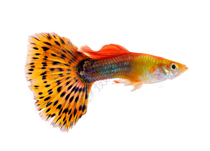 鱼尾巴在白色背景上孤立的鱼红色游泳宏观金子橙子运动动物水族馆宠物尾巴背景