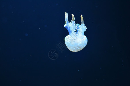 白色管水母一只白色水母 有大触角的白水母向下漂浮背景