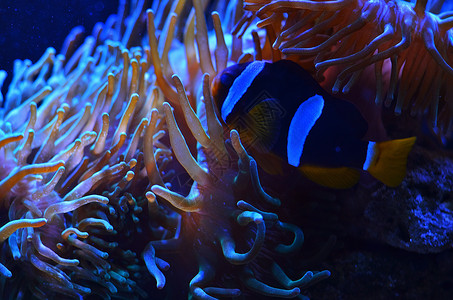 藻类植物水族馆盐水高清图片