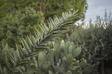 热带植物的详情植被长叶绿色背景图片