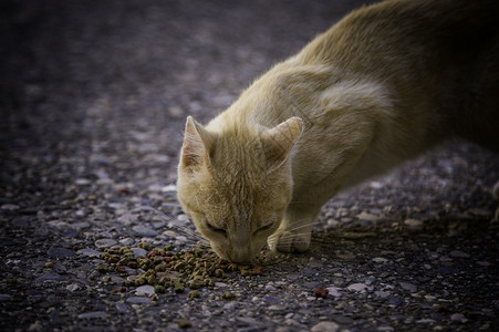 街头猫吃猫石头食物哺乳动物毛皮猫科小猫牛奶动物流浪胡同弃高清图片素材