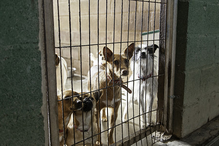 养老和被遗弃的狗女士锁定宠物金属栅栏庇护所笼子小狗社会哺乳动物国内的高清图片素材