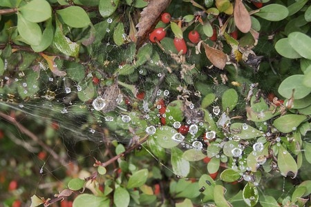 蜘蛛网上的雨滴灌木光斑自然蜘蛛网光泽度蔬菜珠宝背景绿色背景图片