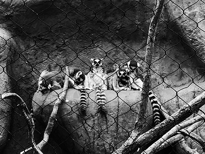 狐猴条纹海浪异国动物情调黑与白监狱背景图片