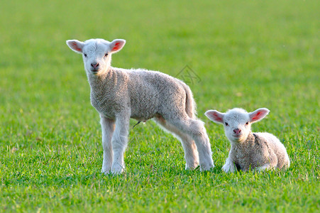 两只婴儿羔羊高清图片