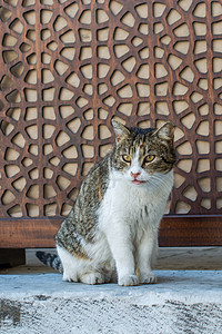 街上的小猫在街上眼睛食物宠物白色划痕背景图片