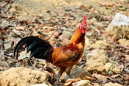 美丽的红色公鸡在地上行走男性动物羽毛场地鸡冠梳子农场十二生肖农业晴天农家院;高清图片素材