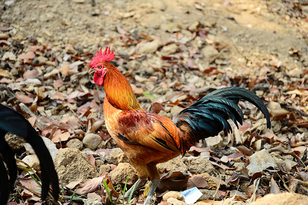 美丽的红色公鸡在地上行走男性动物鸡冠农场梳子十二生肖晴天羽毛环境农业自然高清图片素材