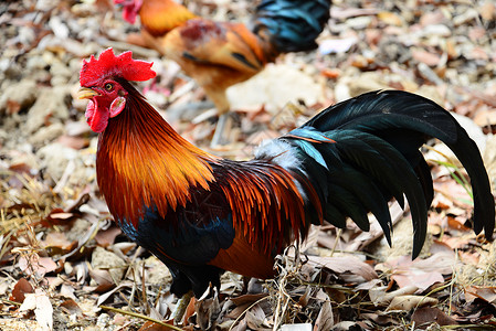 美丽的红色公鸡在地上行走梳子环境羽毛十二生肖食物农业家禽场地农场母鸡自然高清图片素材