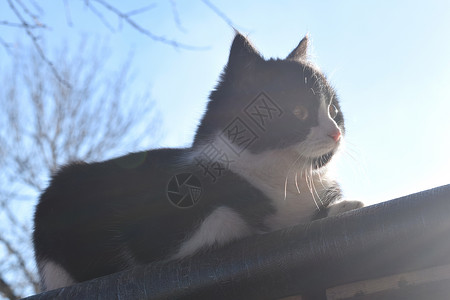 看着天空的猫坐在屋顶上的小黑猫背景