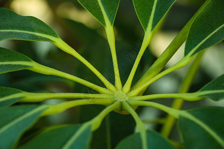 发财树用绿色光学大型叶子在窗帘前种植的房屋 里面有棕色树皮和水生植物背景