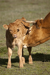 年轻母牛国内的放牧高清图片