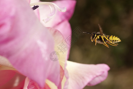 黄蜂蜜蜂花黄蜂飞来寻找食物 Vespula粗俗蜂蜜荒野养蜂业翅膀生物学过敏学士孤独昆虫学瘙痒背景