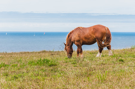 爱尔兰马林角在普卢贡夫林的圣马提乌角F天空马匹肋骨臀部蓝色鬃毛毛皮地平线海滩历史背景