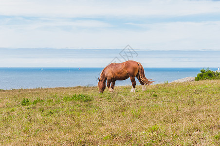 爱尔兰马林角在普卢贡夫林的圣马提乌角F旅游地平线尾巴蓝色马匹海滩棕色假期肋骨鬃毛背景