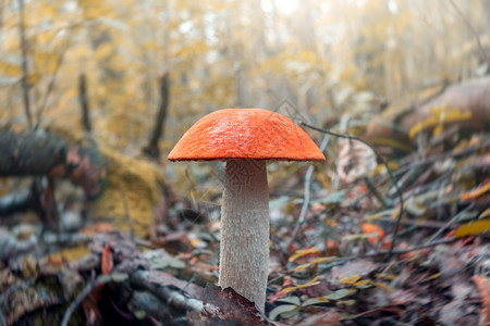 红色的蘑菇美丽的蘑菇 Leccinum 被称为橙树花瓶 在日出时在森林中生长宏观森林打猎橙子菌类林地真菌树木照片木头背景