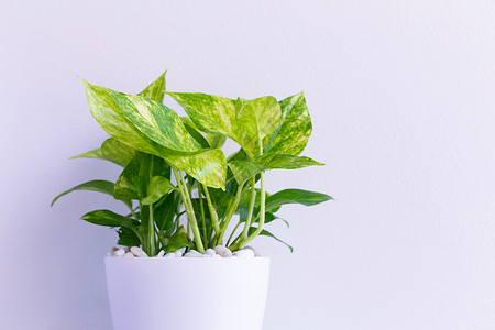 动物植物 流向泰国的金钱房间植物群房子盆栽植物学生长花园热带风格工作室背景图片