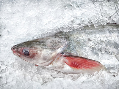 冰中带条纹的鱼市场高清图片素材