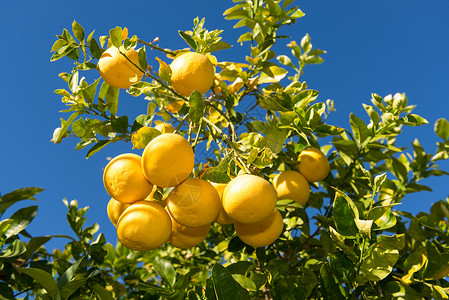 葡萄果树花园水果维生素生长收成食物植物叶子季节柚子背景图片