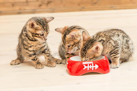 三只小猫和一碗牛奶背景