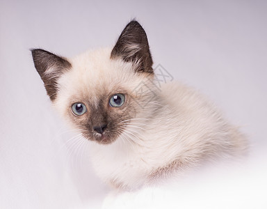 纯种暹罗猫蓝眼睛的灰色西亚猫 近距离接近尾巴背景