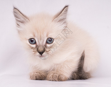 纯种暹罗猫灰色的西阿密发怒猫蓝眼睛近视肖像背景