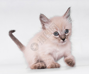纯种暹罗猫白背上独立的蓝眼灰色青斑猫背景