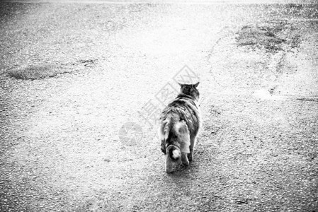 尖猫在走路背景图片
