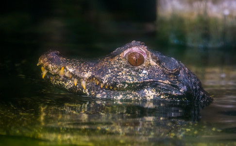 鳄鱼头部的特写水面上矮凯门鳄头部的美丽特写 来自美国河流的热带爬行动物背景