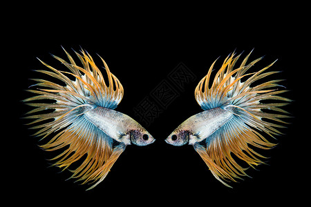 黄鱼和蓝贝塔鱼 黑背上的西阿米亚打架鱼g斗争裙子动物热带水族馆宠物白色异国连体芨芨草蓝色的高清图片素材
