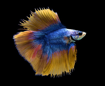 蓝色和黄色的暹罗鱼在蓝背景上打斗黑色的高清图片素材