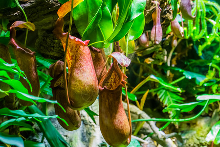 小型猪笼草食肉植物 线虫物种 热带投液厂的鲜花 特产 外来自然背景等背景