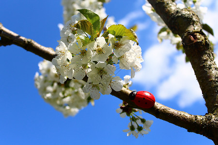 祝你好运在一棵盛开的樱桃树上瓢虫问候语艺术问候乡村护符生活漏洞花枝樱花背景