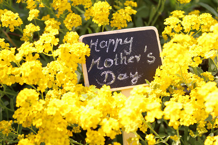 快乐的母亲节日用鲜花问候花朵背景图片
