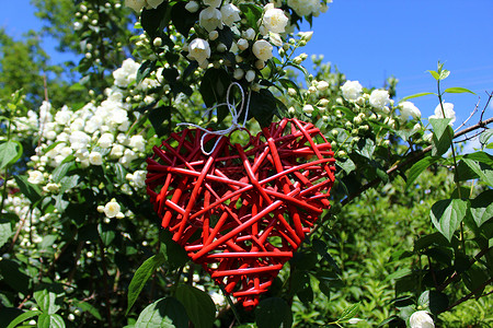 茉莉花中浪漫的红心婚礼植物情人茶厂天空花海花园问候明信片茉莉背景图片