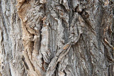 干树树皮纹理背景高清图片