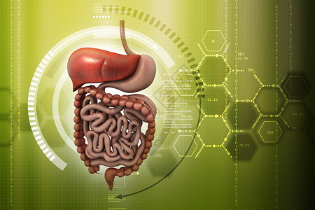 人类消化系统医疗药品胰腺原理图橙子传单解剖学身体图表腹部背景图片