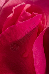 玫瑰花花宏观植物粉色花瓣礼物红色花朵背景图片