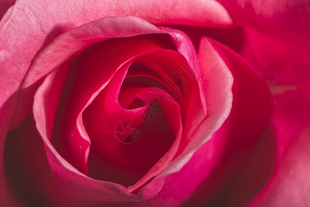 玫瑰花花宏观粉色花瓣花朵礼物红色植物背景图片
