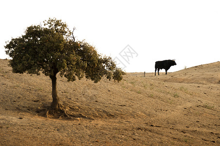 农场上的黑公牛农业高清图片素材