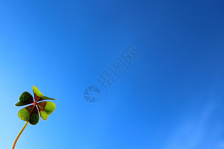 新晋小花何蓝逗幸运的花朵和蓝色的天空问候愿望生日植物符号四叶草三叶草背景好运蓝天背景