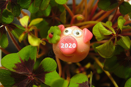 猪你好运立体字带幸运的三叶草中的马西潘猪四叶好运运气四叶草护符希望吉祥物新年背景