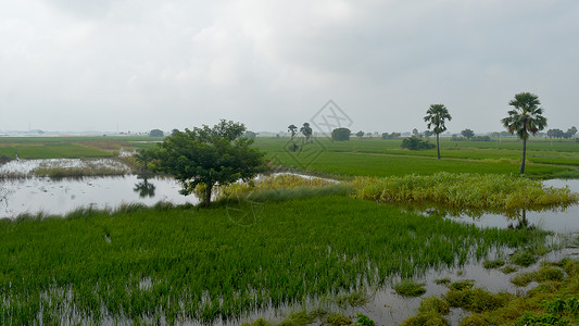 艾什莉贾德在西南暴雨季风降雨季节温暖潮湿的空气中 一个印度小村庄的农田郁郁葱葱的绿色地平线 热带气候农村收获 印度 南亚太平洋地区环境保护背景