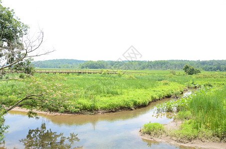 湿地的绿植物和水 木板 绿树和绿草木头小路绿色沼泽踪迹背景图片
