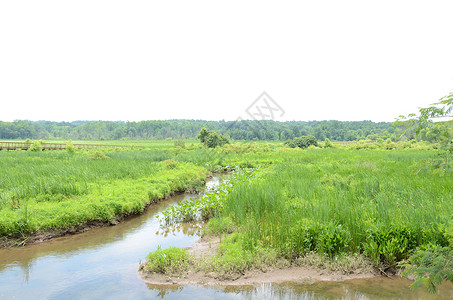 湿地的绿植物和水 木板 绿树和绿草木头小路沼泽踪迹绿色背景图片