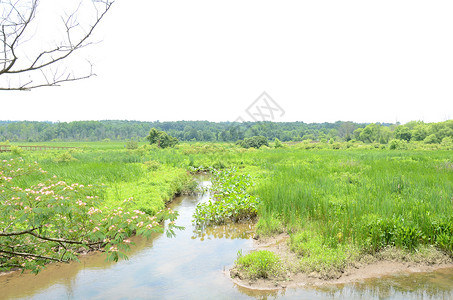 湿地的绿植物和水 木板 绿树和绿草踪迹沼泽木头绿色小路背景图片