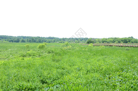 湿地的绿植物和水 木板 绿树和绿草踪迹小路木头沼泽绿色背景图片